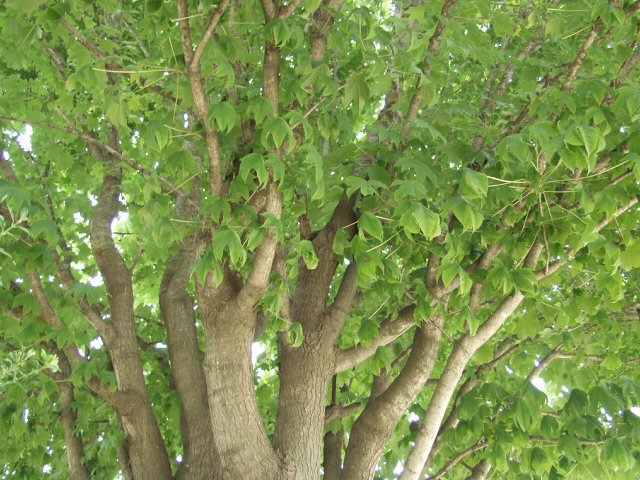 山形市立小学校の樹木 学校名 山形市立蔵王第二小学校 ハリギリ 科 名 ウコギ科 写 真 解 説 山地に生えるウコギ科の落葉高木 和名はキリに似てとげ があることによる センノキ ミヤコダラともいう 枝は太く 幅の広いとげがある 幹は直立して高